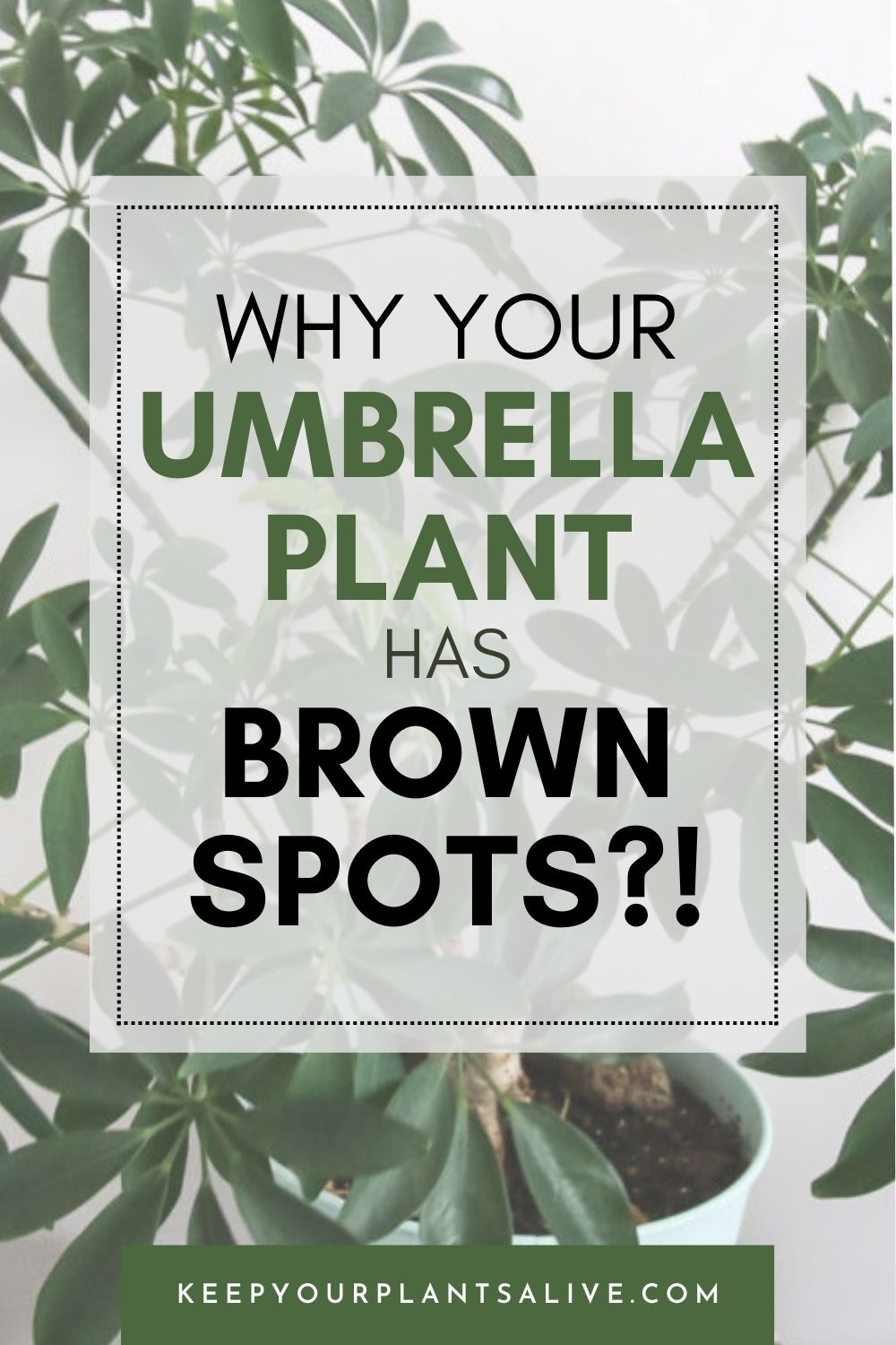 why your umbrella plant has brown spots