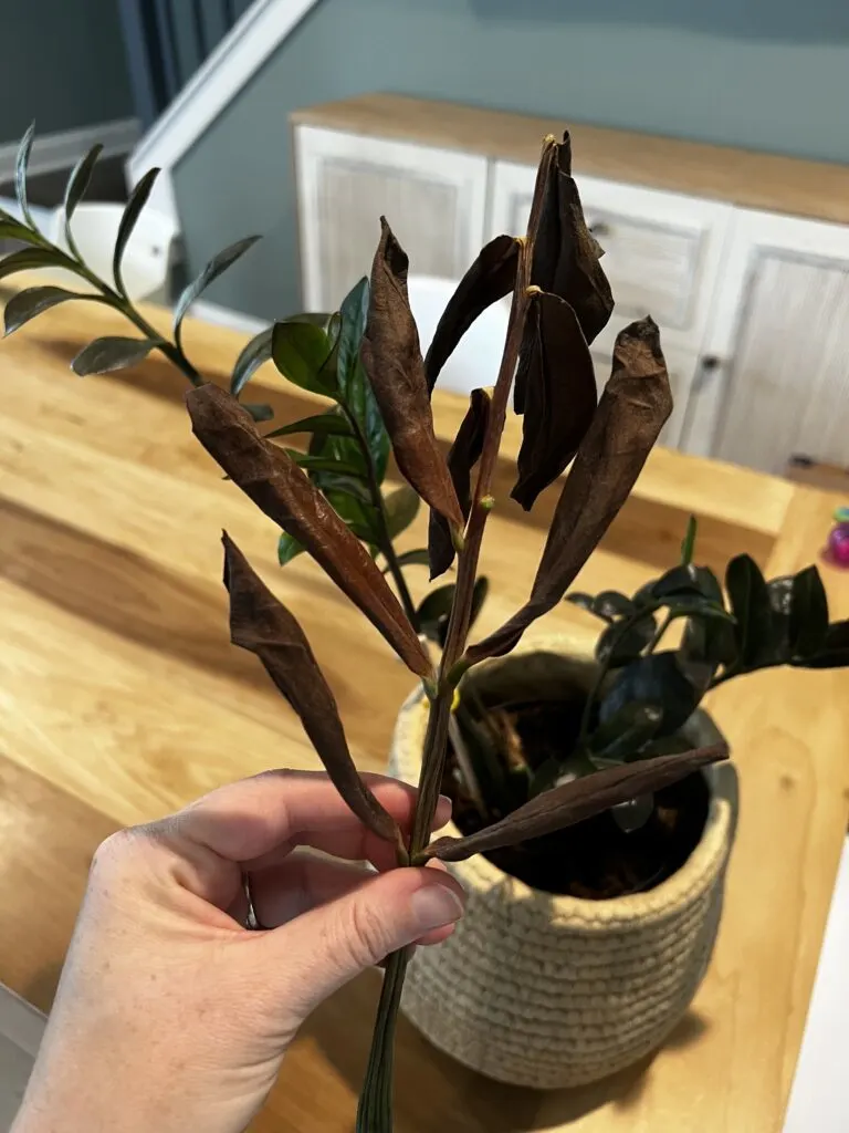 brown crispy leaves on a raven zz plant