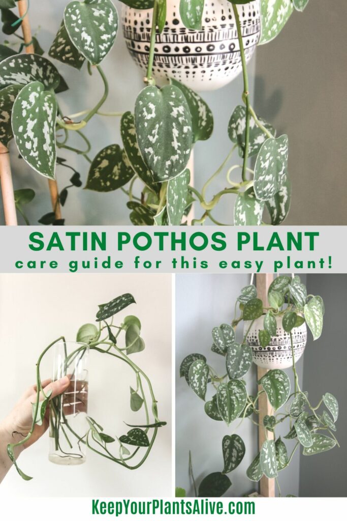 Satin pothos plant care guide