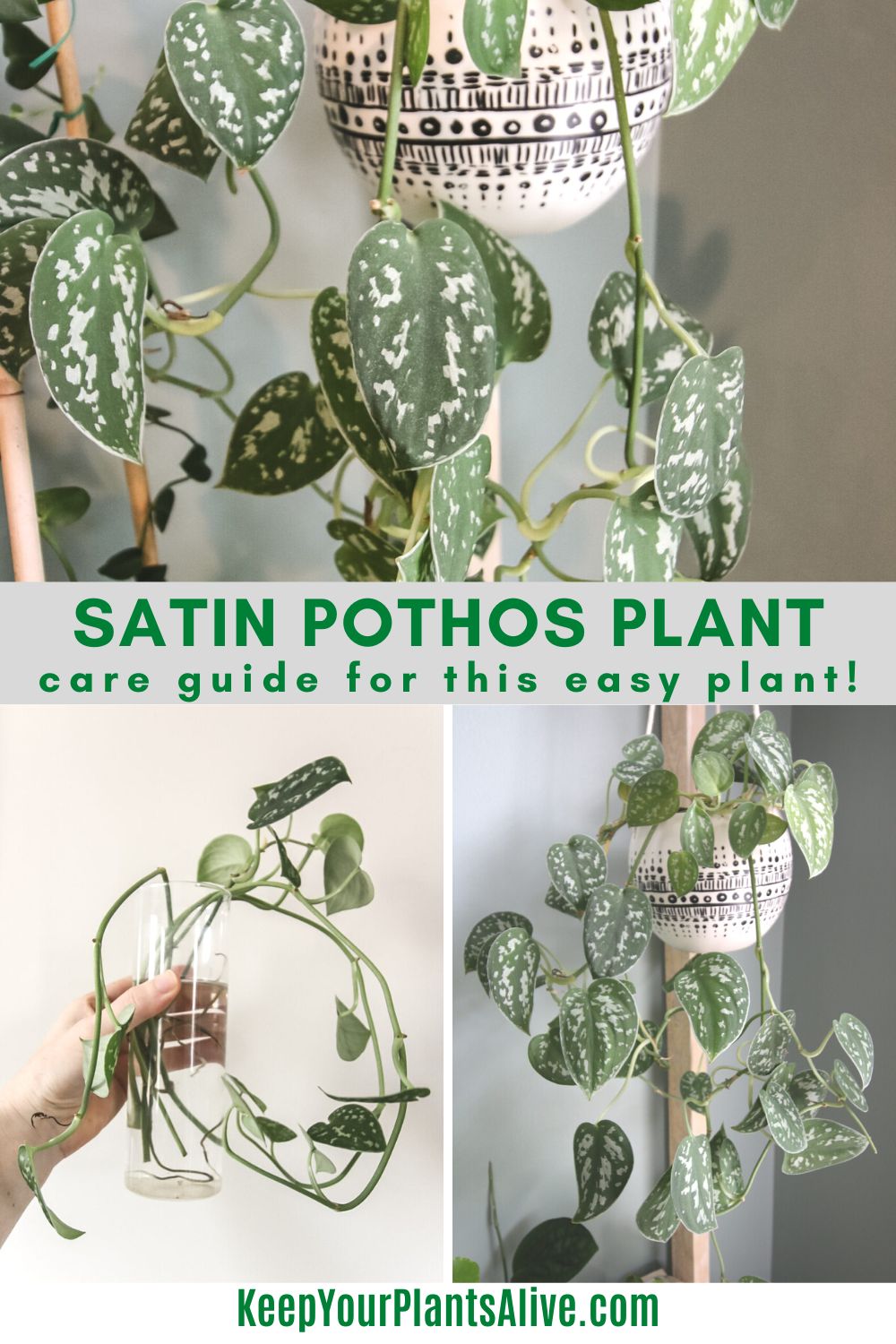 The complete satin pothos care guide - keep your plants alive