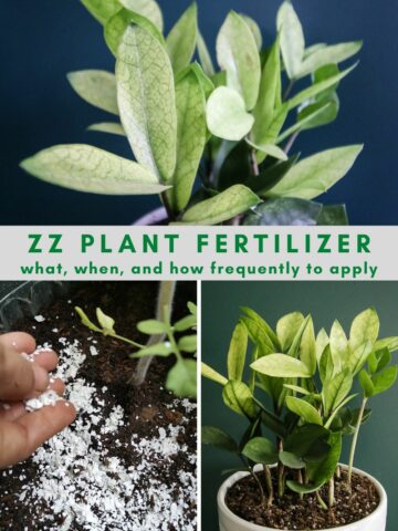 ZZ plant fertilizer