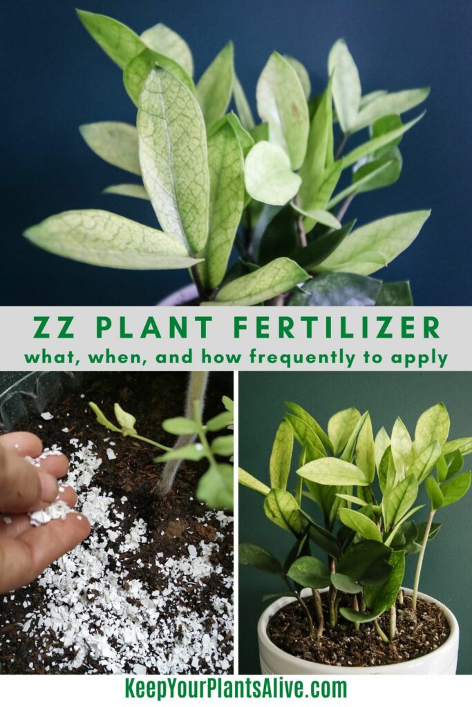 ZZ plant fertilizer