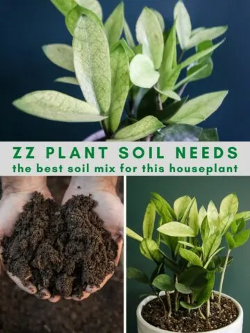 ZZ plant soil guide