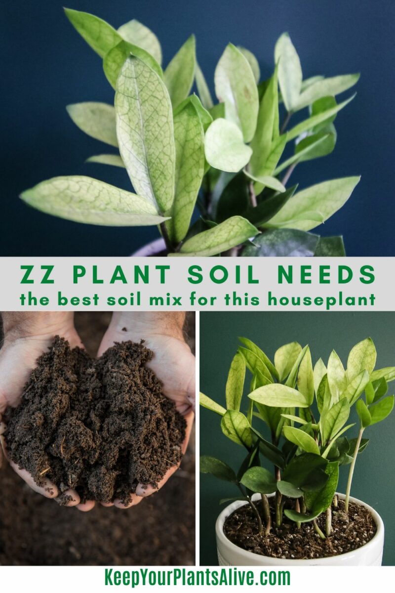 The Best ZZ Plant Soil keep your plants alive