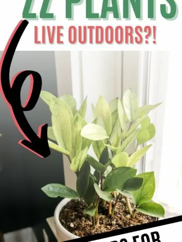 can zz plants live outdoors