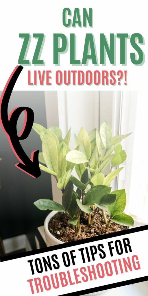 can zz plants live outdoors
