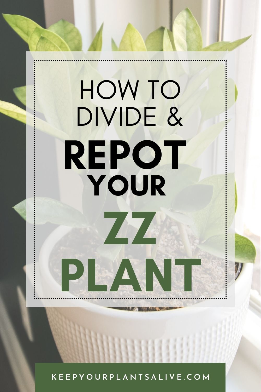how to divide and repot a ZZ plant