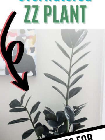 how to save an overwatered zz plant