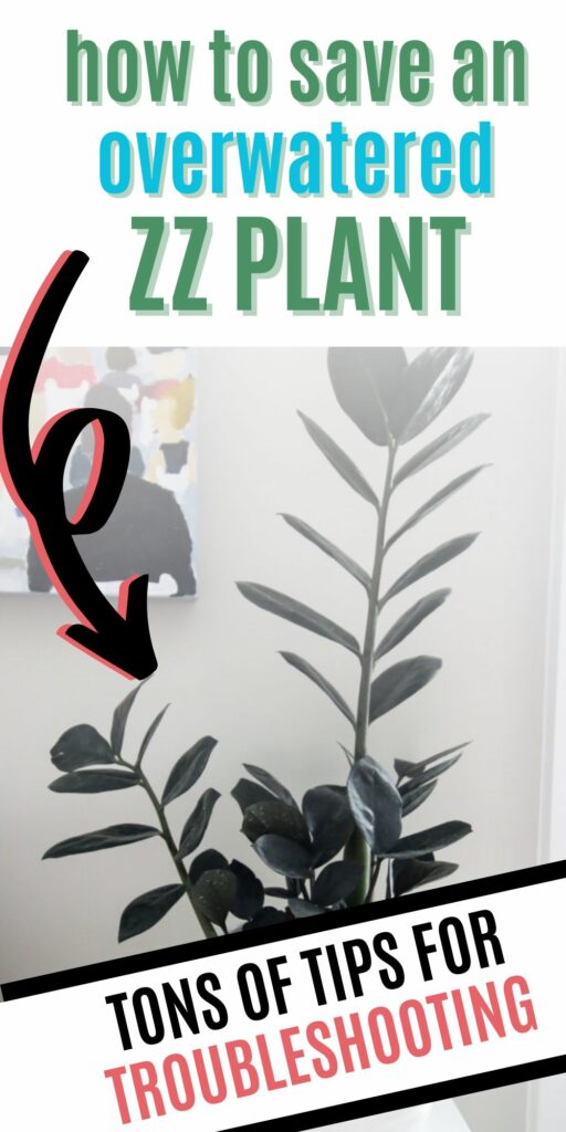 how to save an overwatered zz plant