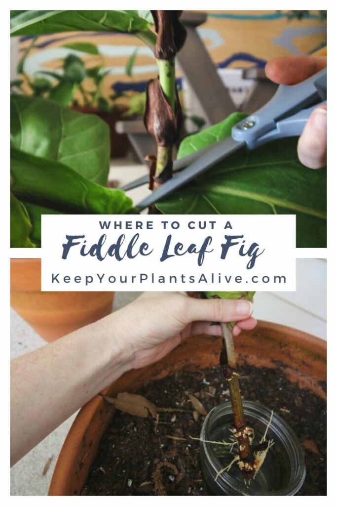 where to cut a fiddle leaf fig plant