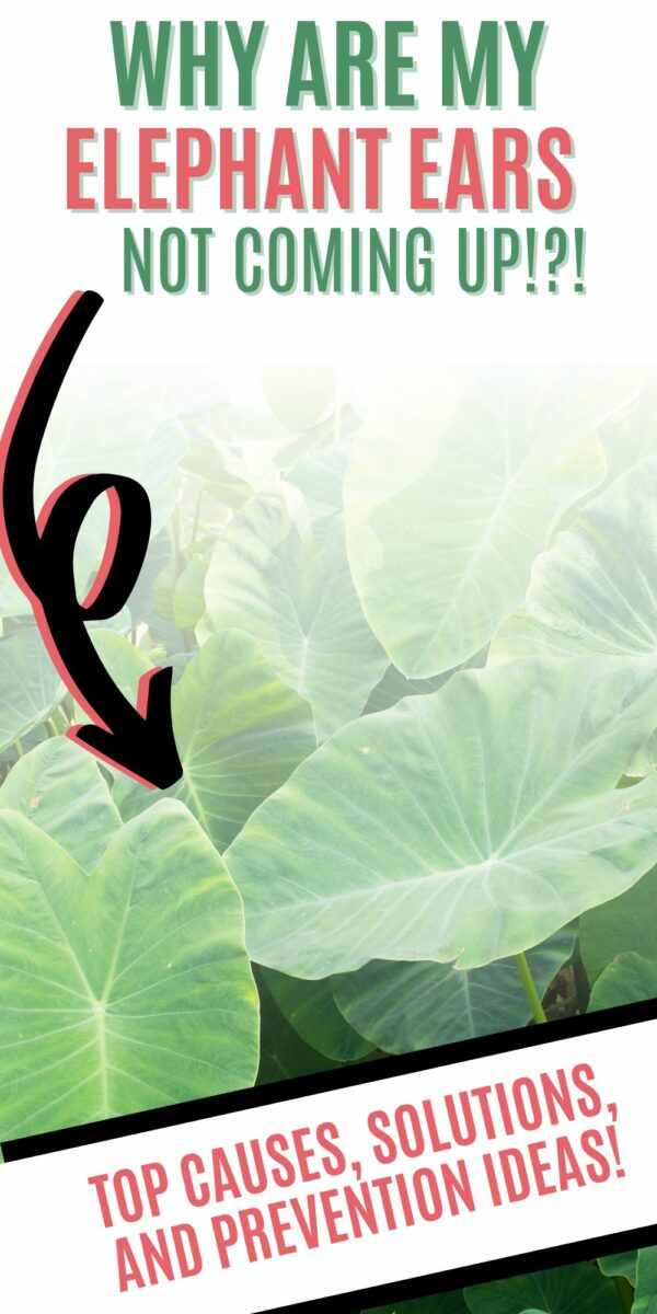 Why are my elephant ears not coming up? keep your plants alive