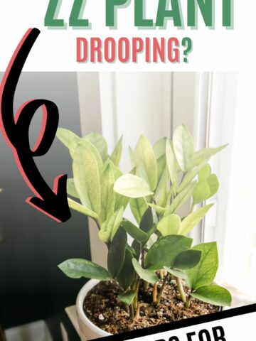why is my zz plant drooping