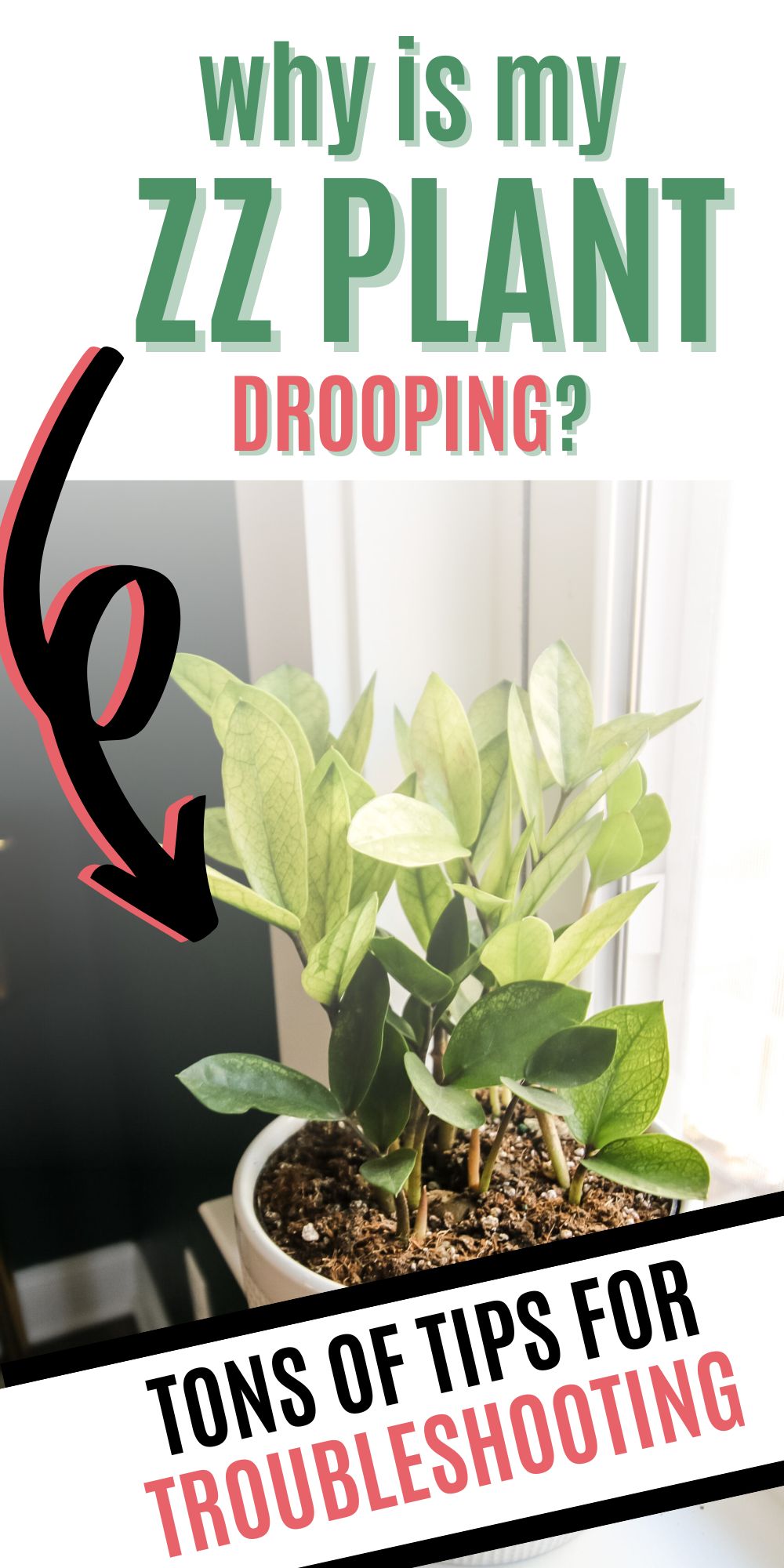 why is my zz plant drooping