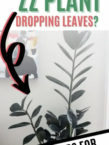 why is my zz plant dropping leaves