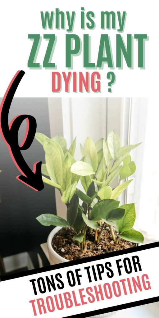 why is my zz plant dying