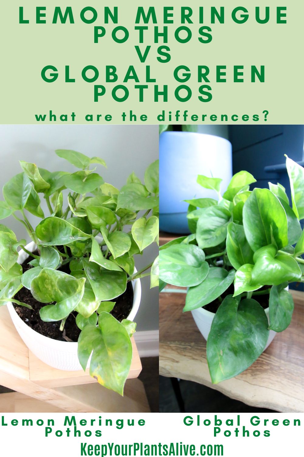 Lemon Meringue Pothos vs. Global Green Pothos: A Houseplant Comparison