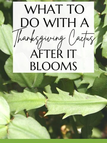 what to do with a thanksgiving cactus after it blooms