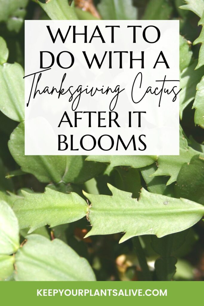 what to do with a thanksgiving cactus after it blooms