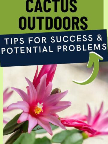 how to keep an easter cactus outdoors