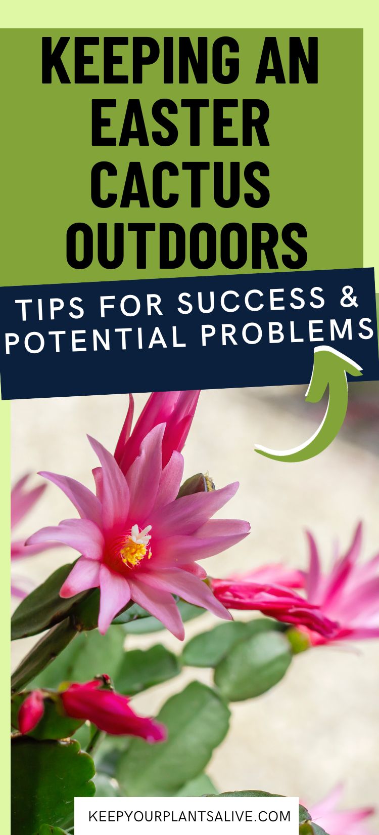 how to keep an easter cactus outdoors