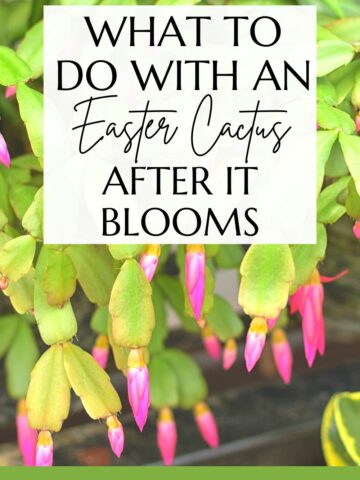 what to do with an easter cactus after it blooms