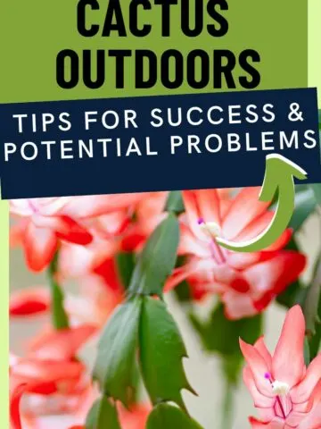 can you keep a thanksgiving cactus outdoors?