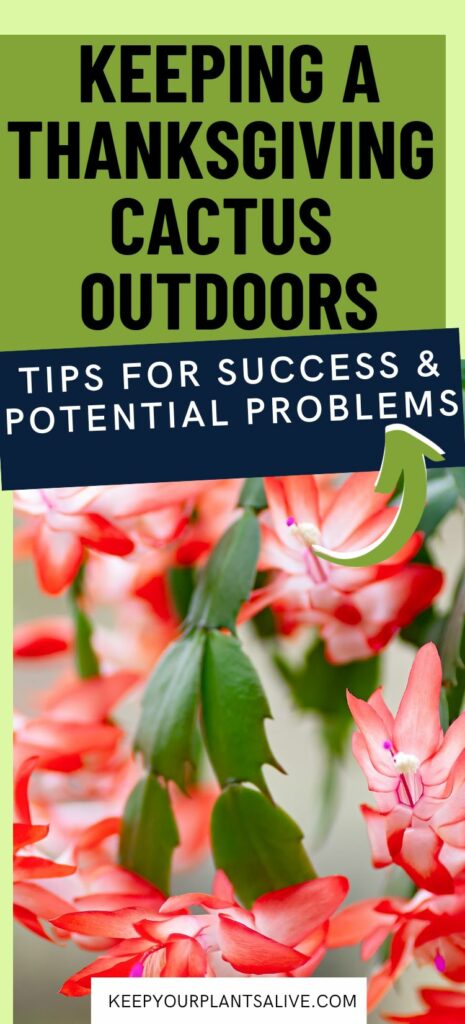 can you keep a thanksgiving cactus outdoors?