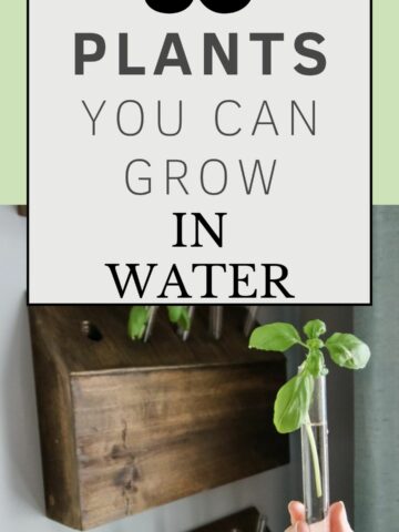 35 plants you can grow in water