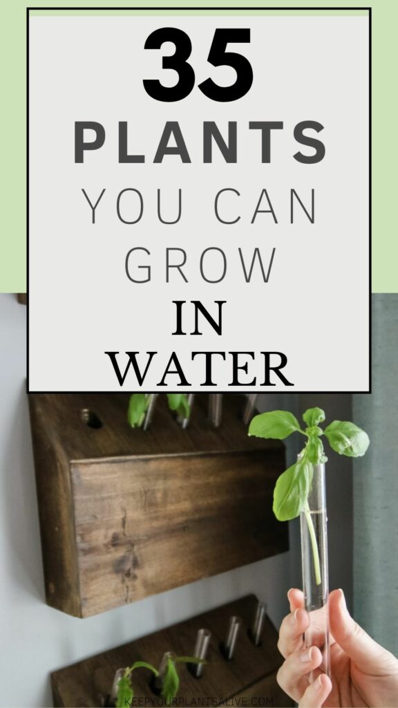 35 plants you can grow in water