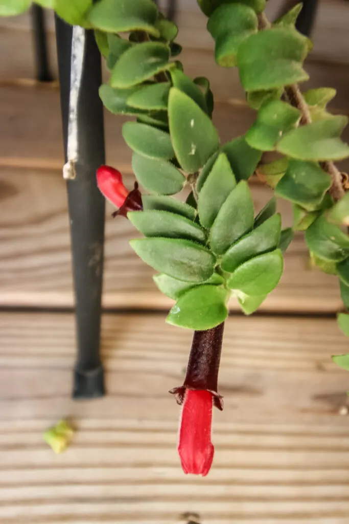 red bloom on a twisted lipstick plant