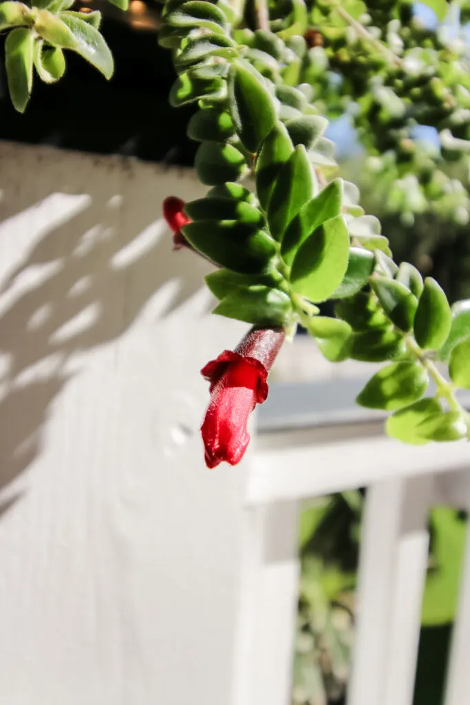 red bloom on a twisted lipstick plant
