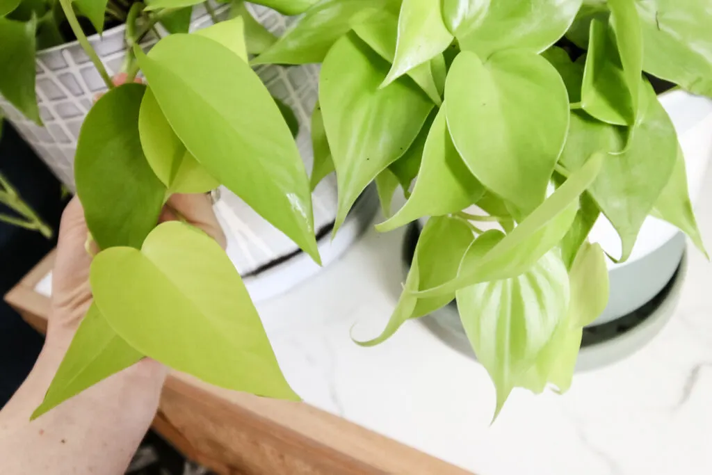 neon pothos (left) next to lemon lime philodendron