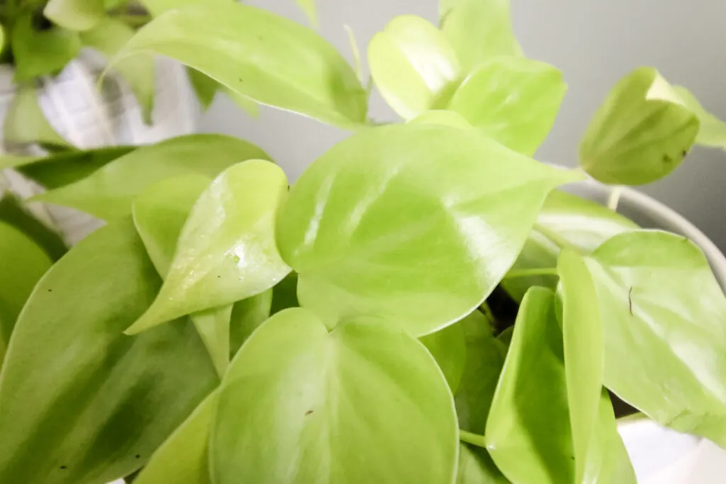 Lemon Lime Philodendron