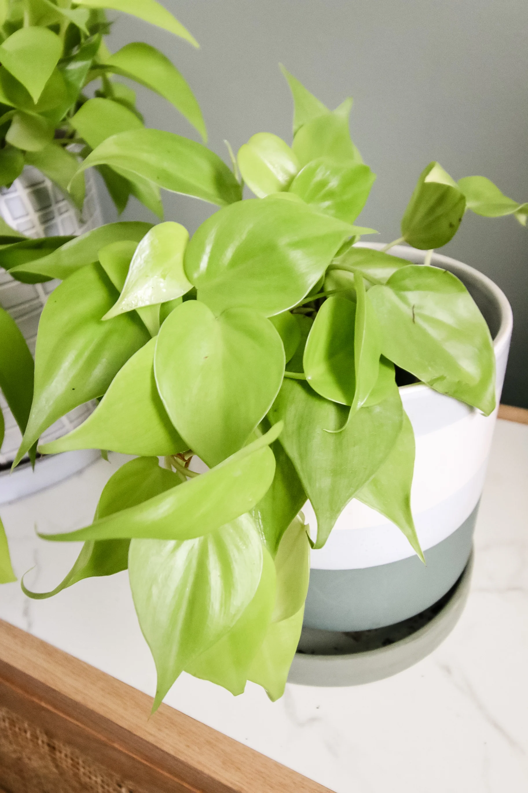 Lemon Lime Philodendron