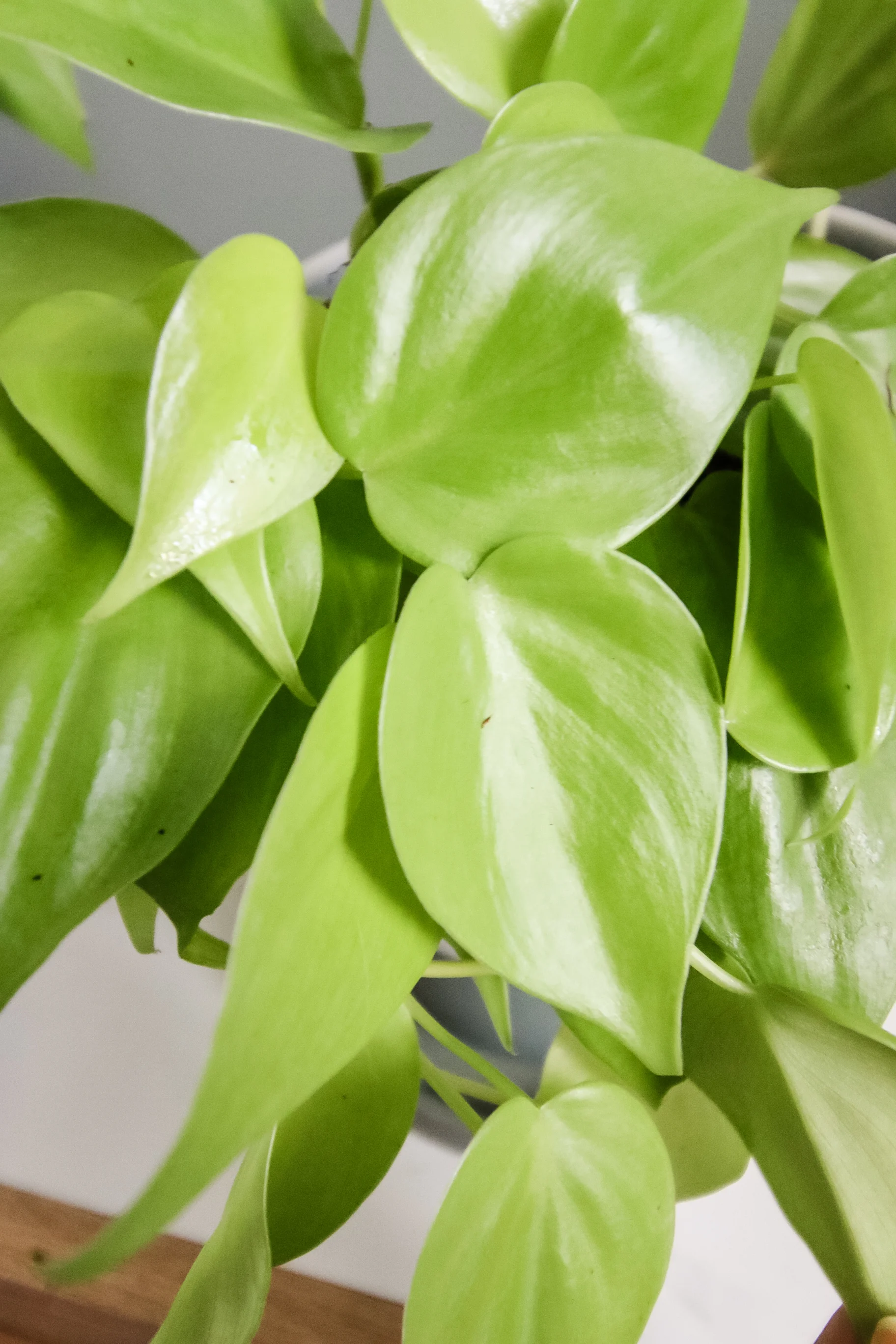 Lemon Lime Philodendron