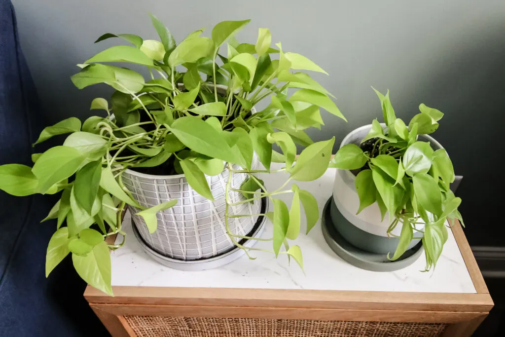 neon pothos (larger plant) next to lemon lime philodendron