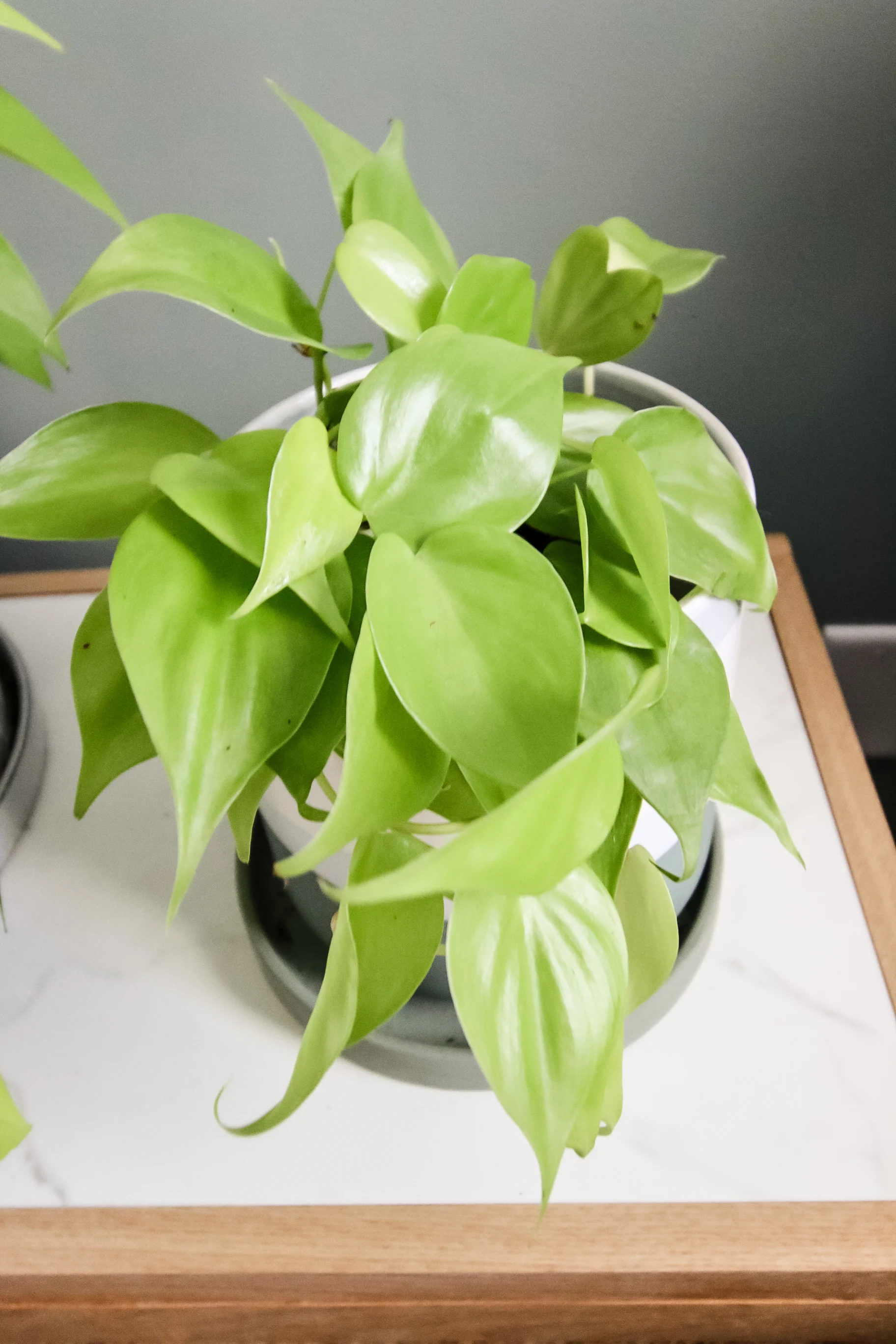 Lemon Lime Philodendron