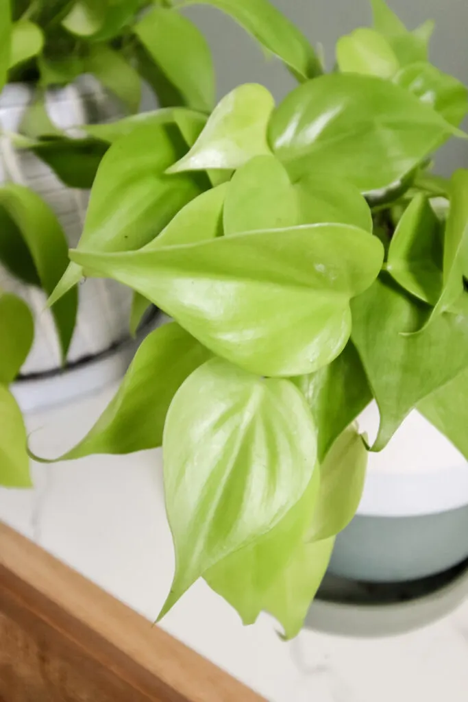 Lemon Lime Philodendron