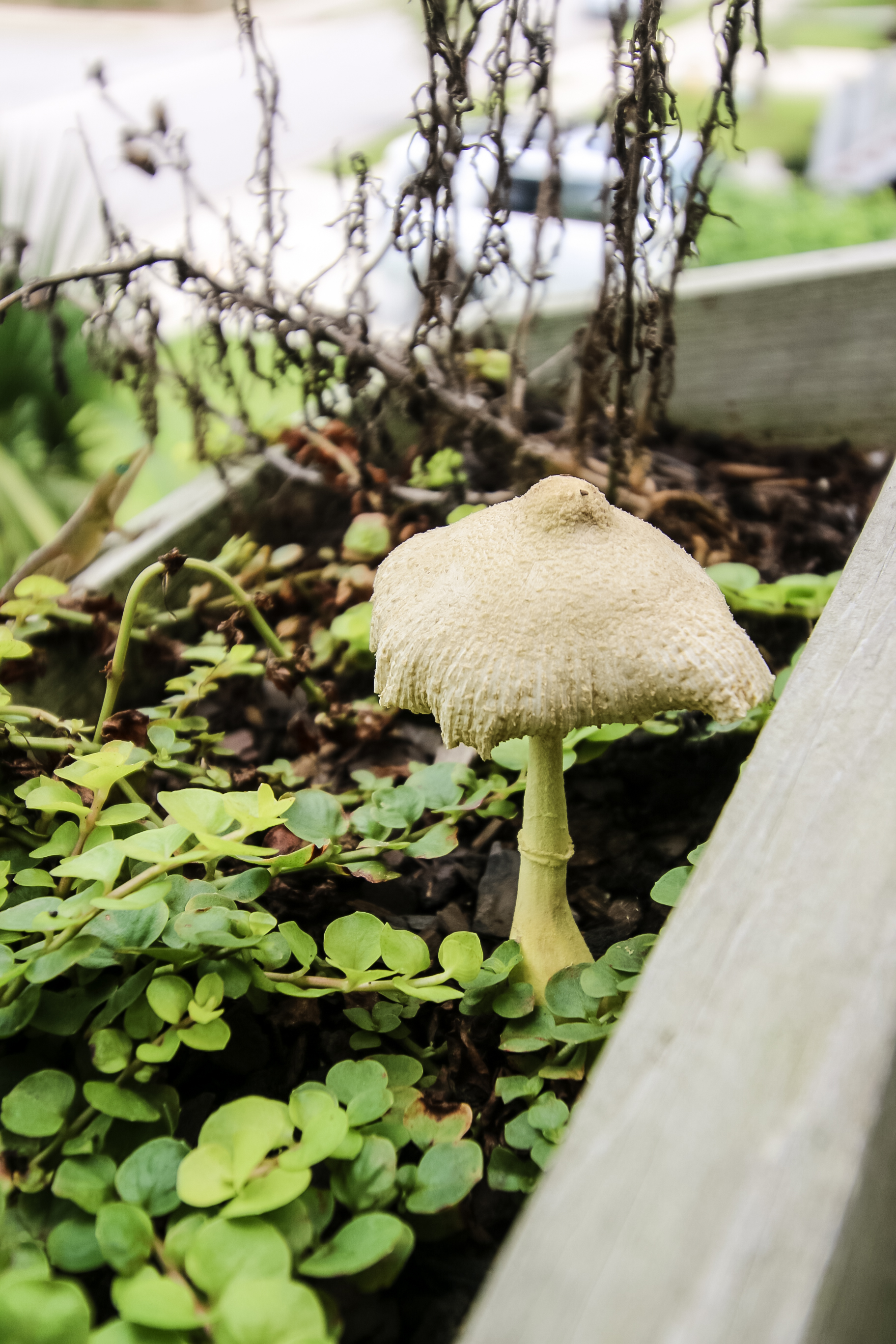 mushroom growing in planter