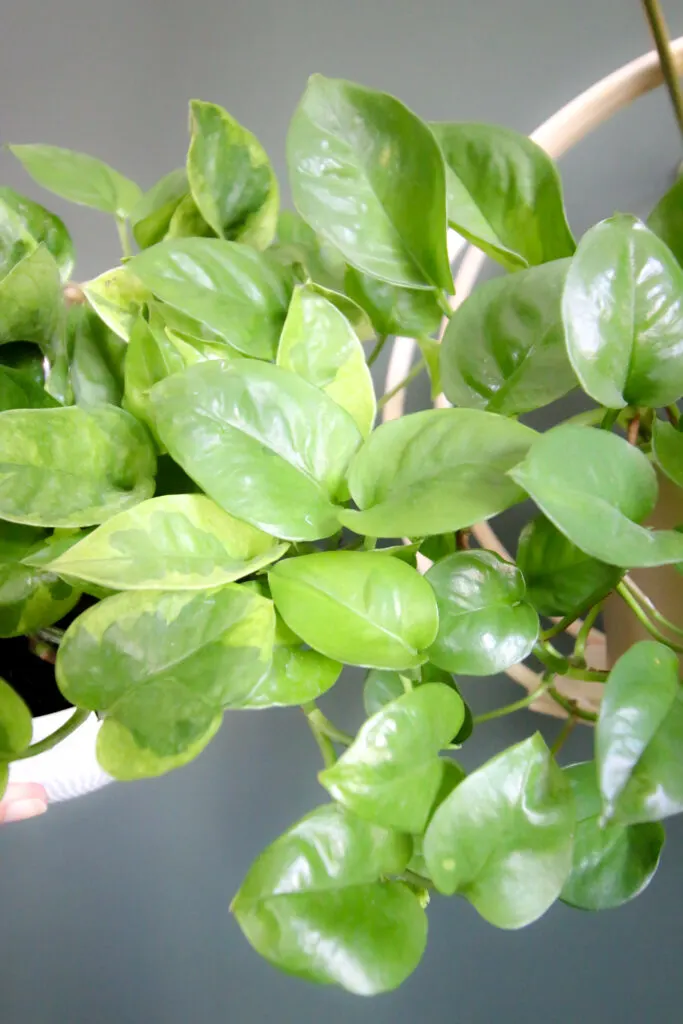 Lemon Meringue Pothos (left) Global Green Pothos (right)