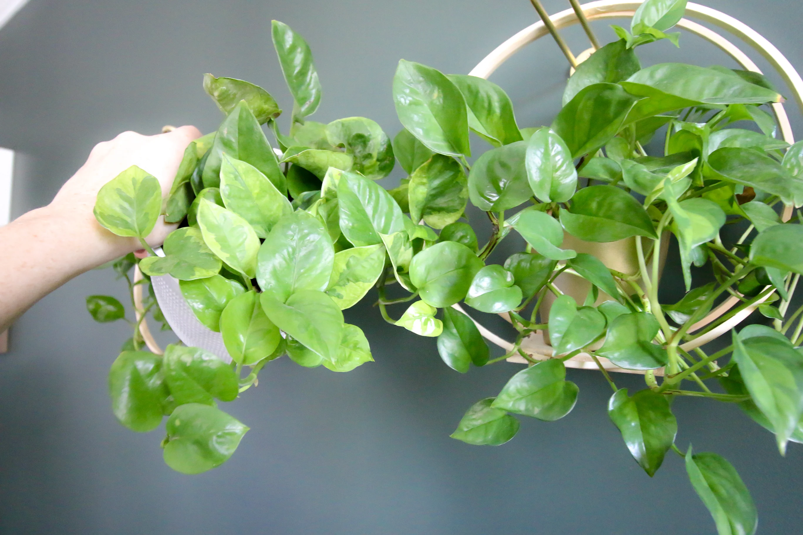 Lemon Meringue Pothos (left) Global Green Pothos (right)