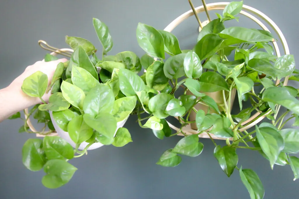 Lemon Meringue Pothos (left) Global Green Pothos (right)