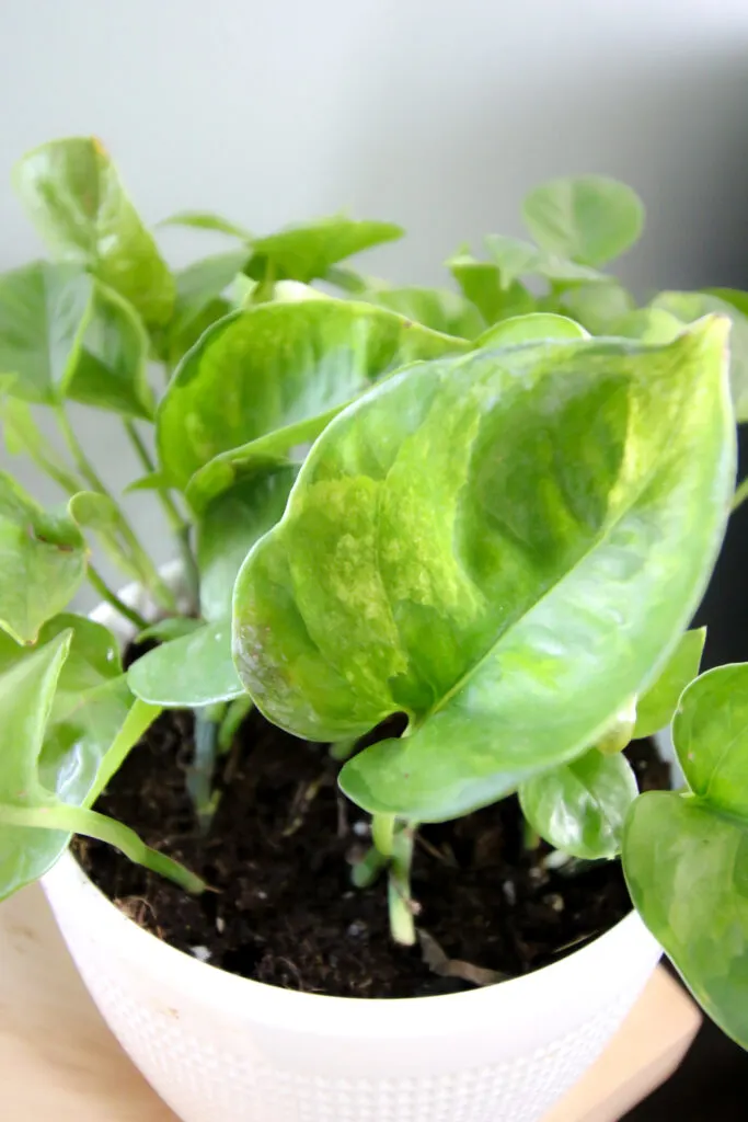 Lemon Meringue Pothos