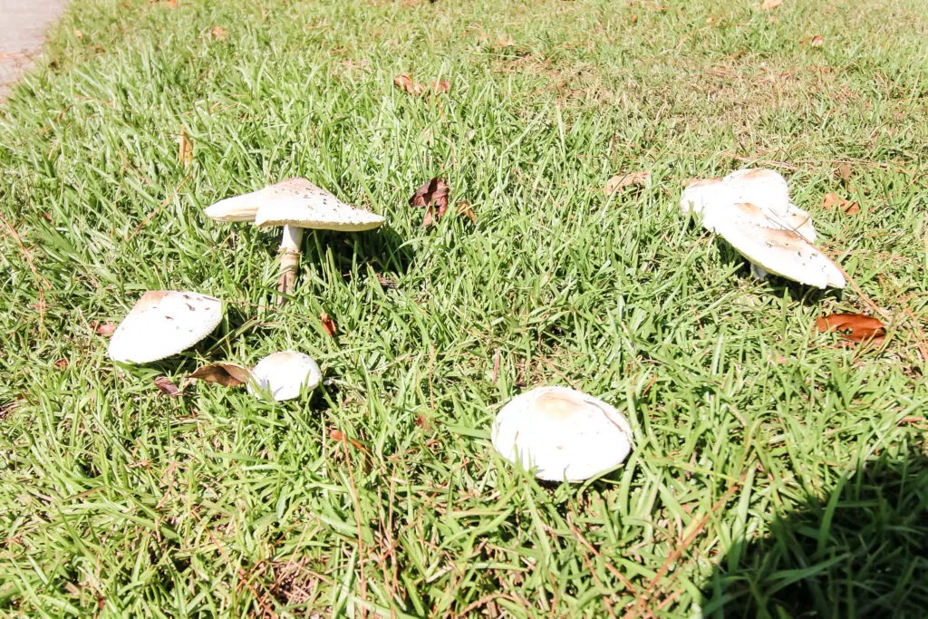 mushroom growing in the grass