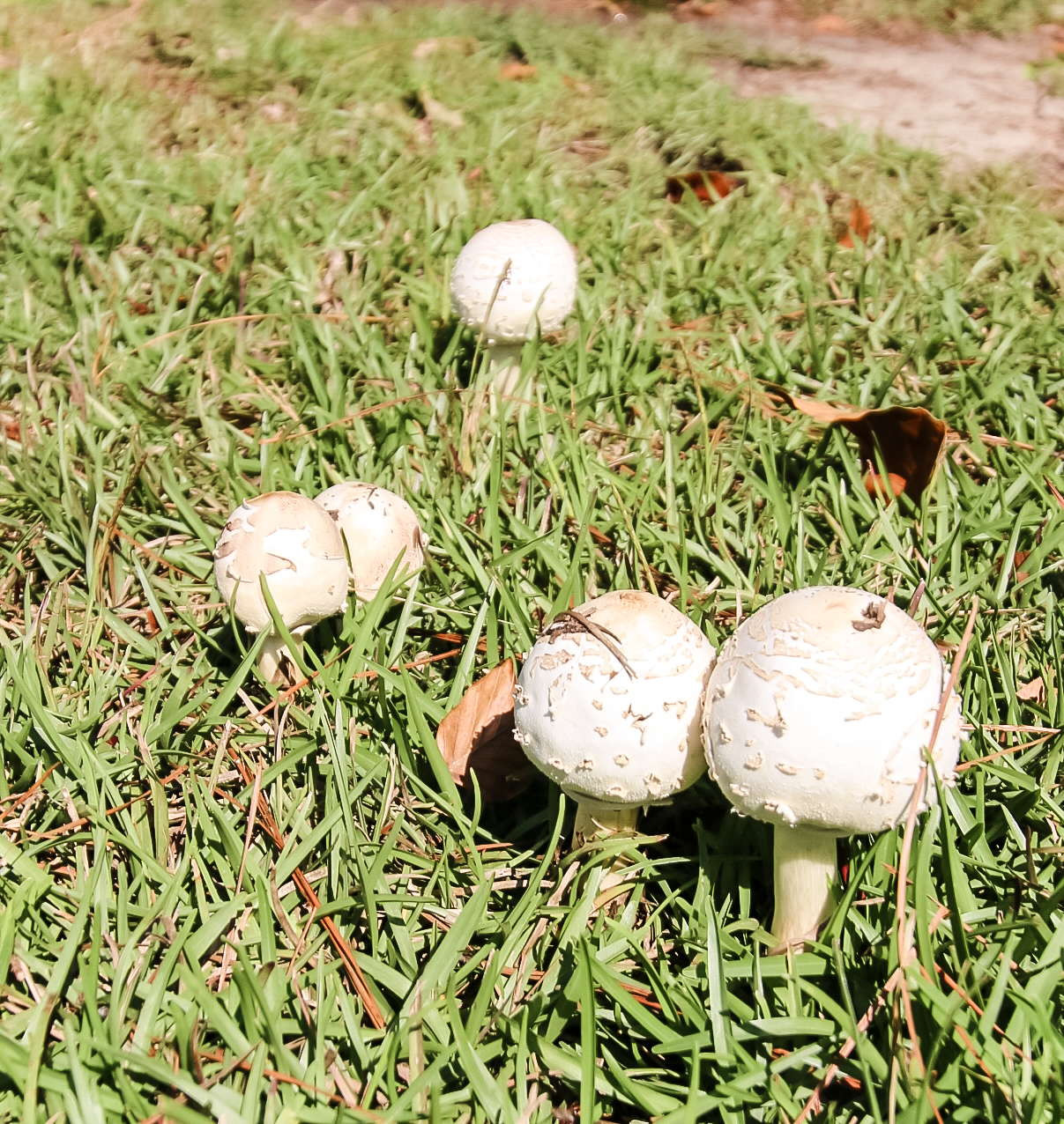 mushroom growing in the grass