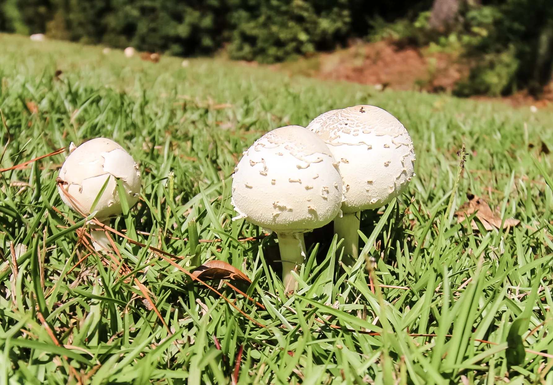 mushroom growing in the grass