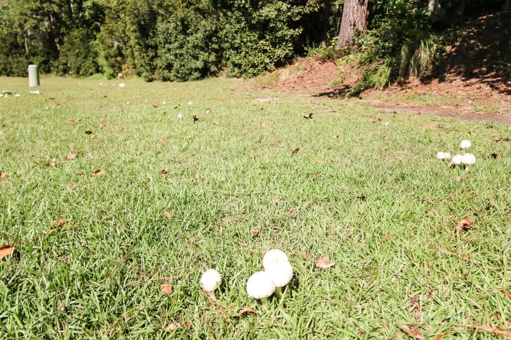 mushroom growing in the grass