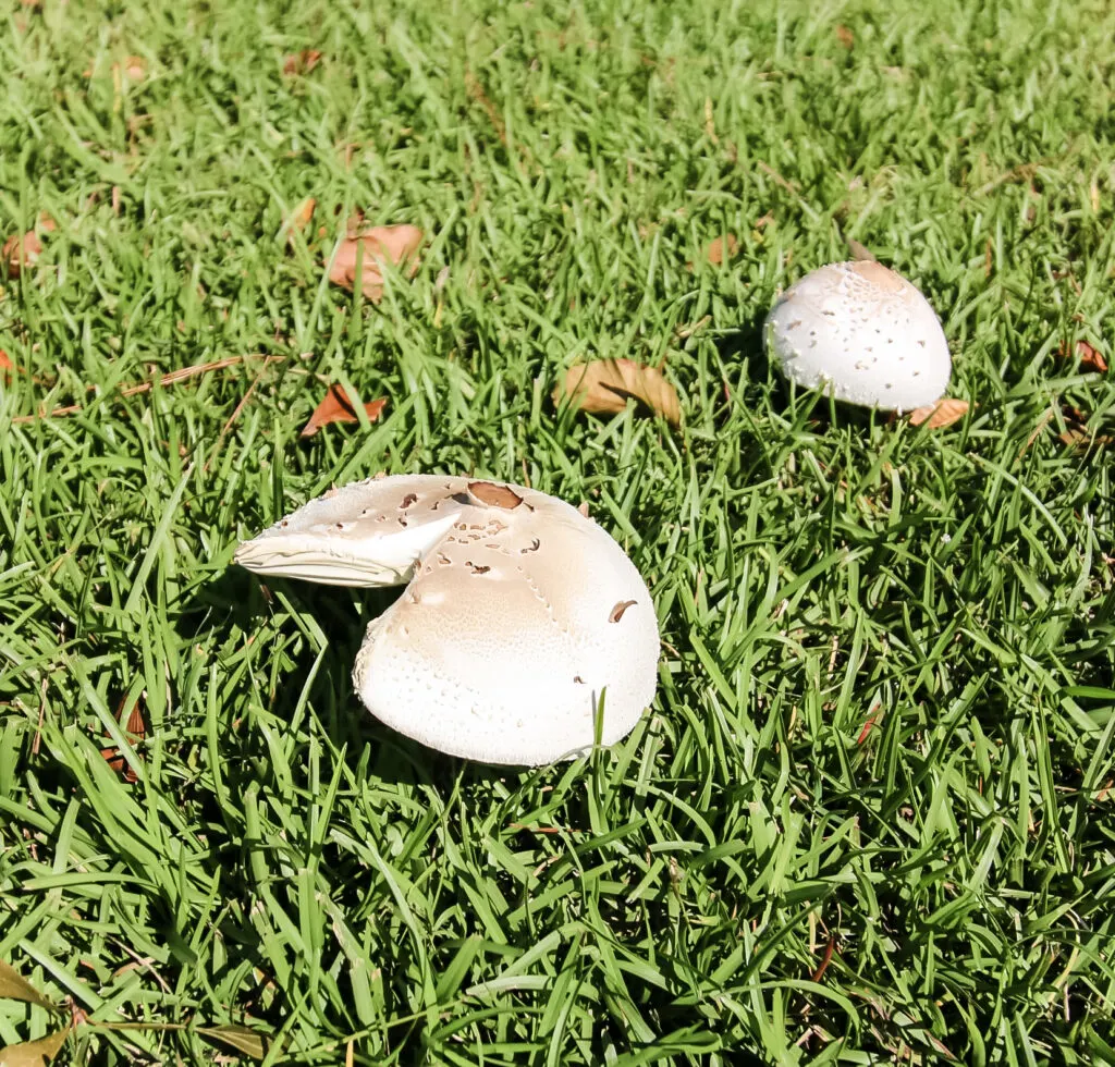 mushroom growing in the grass