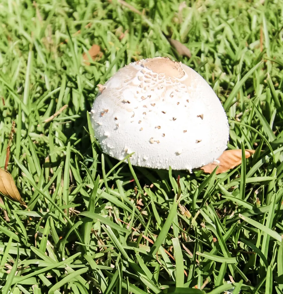mushroom growing in the grass