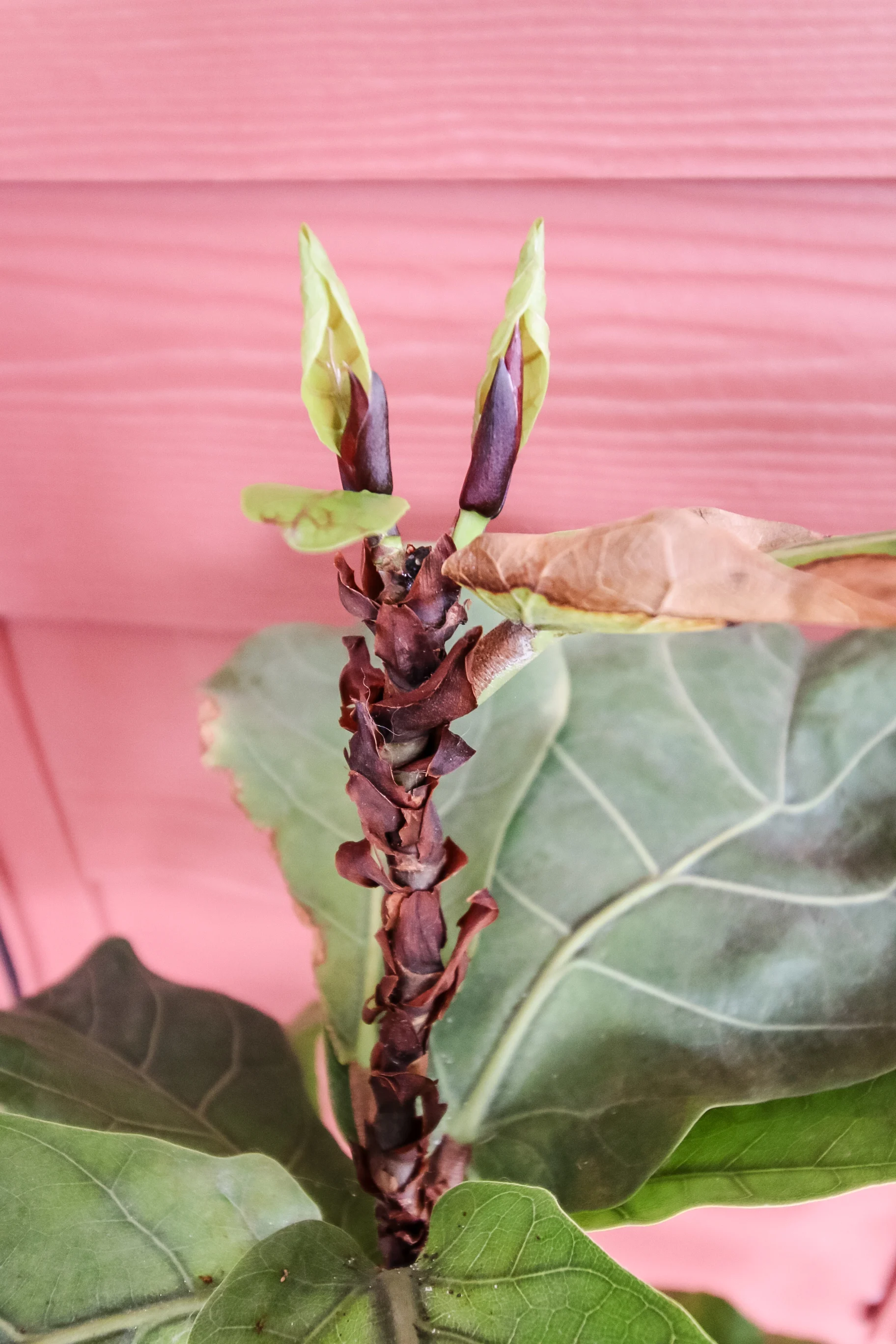 fiddle leaf fig new growth branching